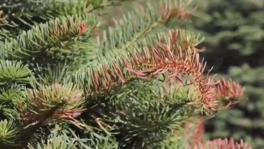 Extrémní vedro v USA zničilo vánoční stromky, sucho spálilo většinu sazenic